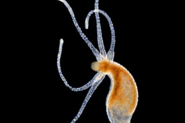 Сайт kraken в tor